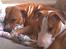 Blanding af racer (bullterrier) Gizmo R.I.P