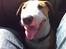 Blanding af racer (bullterrier) Gizmo R.I.P