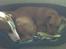 Blanding af racer (bullterrier) Gizmo R.I.P