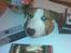 Blanding af racer (bullterrier) Gizmo R.I.P