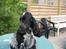 Cocker spaniel Moetly R.I.P