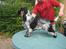 Cocker spaniel Moetly R.I.P - nyklippet