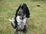 Cocker spaniel Moetly R.I.P