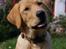 Labrador retriever Nordan's Smilla - D. 10 Juli... 