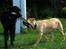Labrador retriever Nordan's Smilla - D. 10 Juli... 