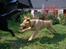 Labrador retriever Nordan's Smilla