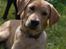 Labrador retriever Nordan's Smilla