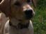 Labrador retriever Nordan's Smilla