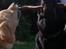 Labrador retriever Nordan's Smilla