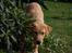Labrador retriever Nordan's Smilla