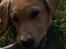 Labrador retriever Nordan's Smilla