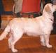 Golden retriever Enya (Giddygold ice cream
