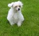 Chinese crested powder puff Miabella