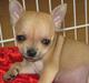 Chihuahua Louis