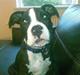 Amerikansk staffordshire terrier Bastian <3