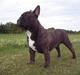 Fransk bulldog Diesel