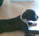 Boxer Zoa