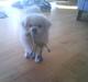 Tibetansk spaniel oscar