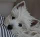 West highland white terrier Emmy