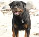 Rottweiler  . Gizmo Vom Dornenhof