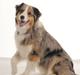 Australian shepherd "! BLUE !"