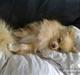 Pomeranian Gustav