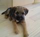 Border terrier .- Zoë -.  { Min'Ged ! :D