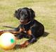 Gordon setter Wøkk´s Andi