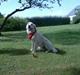 Golden retriever Lapija´s Charlie