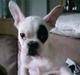 Fransk bulldog Basse