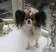 Papillon Bria