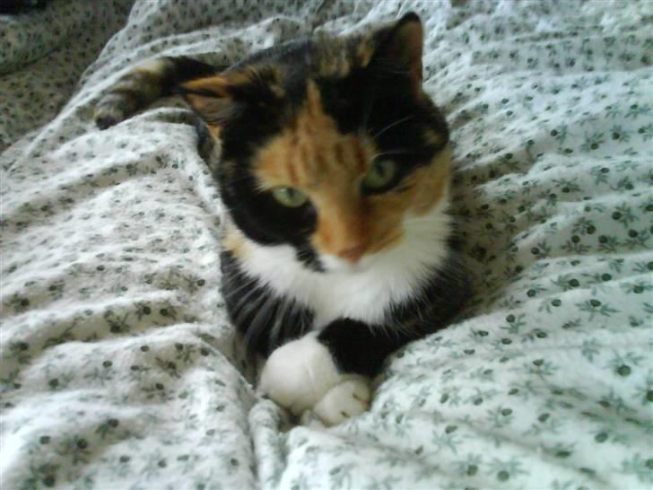 Border collie Holly - Holly´s bedste ven Chili:-) billede 7