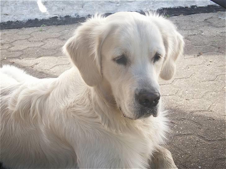 Golden retriever Zeus - mon jeg kan fange den dumme flue? billede 1