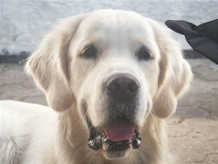 Golden retriever Zeus - En glad goldendreng på ca 2 år  billede 2