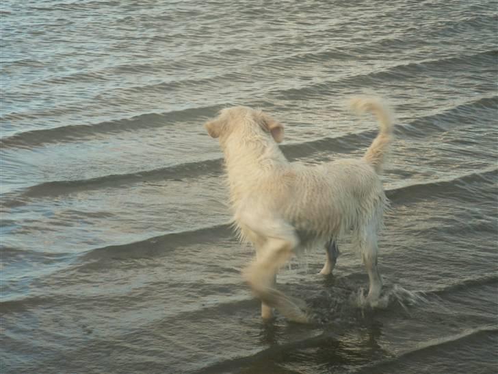Golden retriever Zeus - strandtur er da en dejlig ting billede 3
