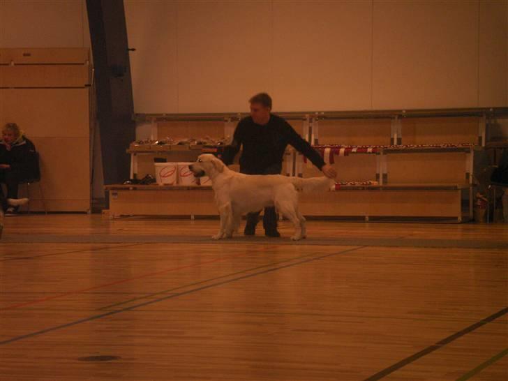 Golden retriever Zeus - DKK Juleskue i Terndrup 2007 hvor jeg blev 3. BIG  billede 4