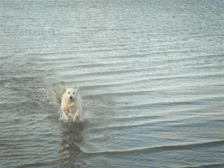 Golden retriever Zeus - Fuld fart hjem igen til far billede 5