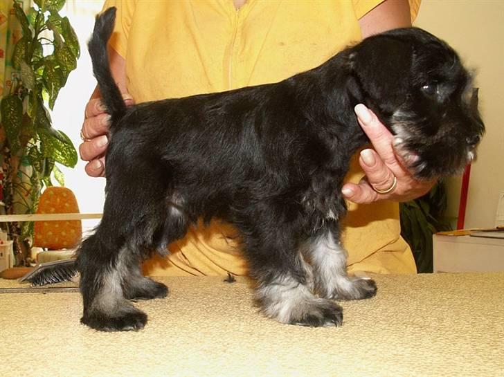 Dvaergschnauzer Louis - stadig hos opdrætter billede 3