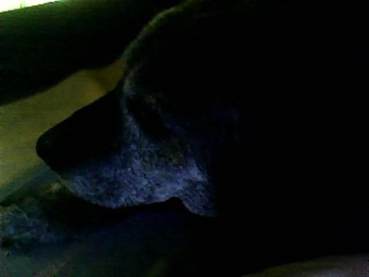 Labrador retriever Victor RIP billede 11