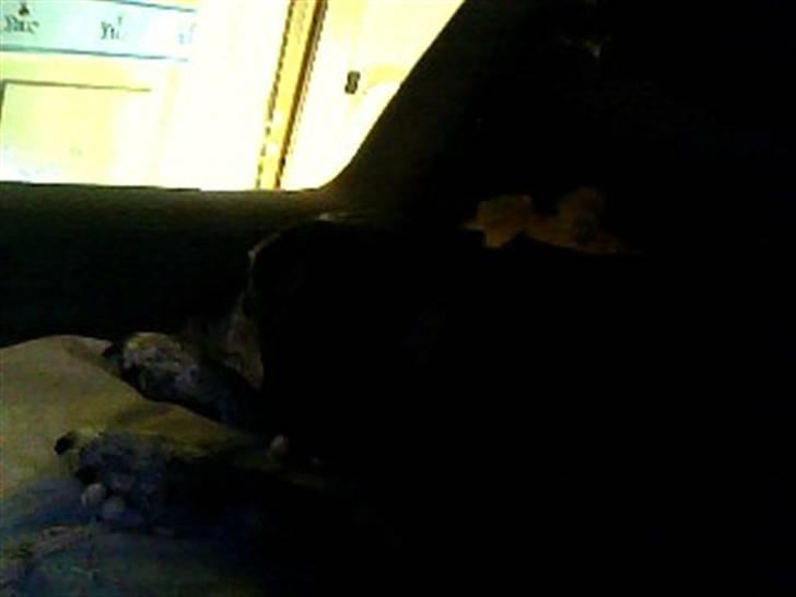 Labrador retriever Victor RIP billede 12