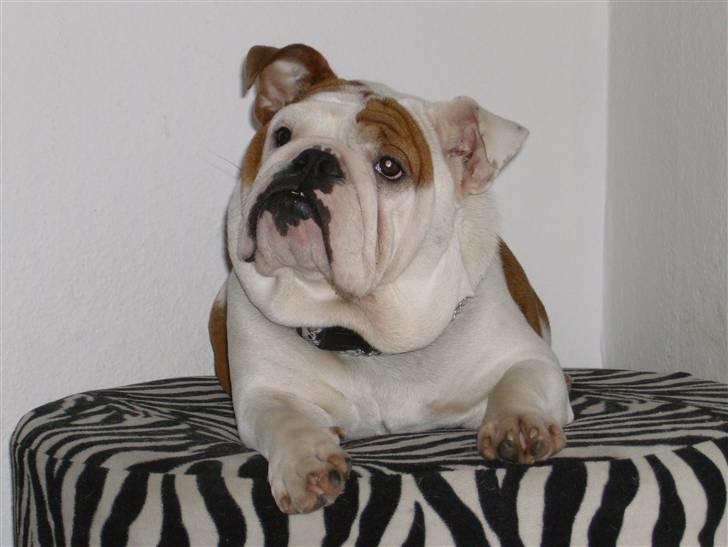 Engelsk bulldog BairaPepéIlgakojiné(Lola) - billede taget januar 2009 billede 2