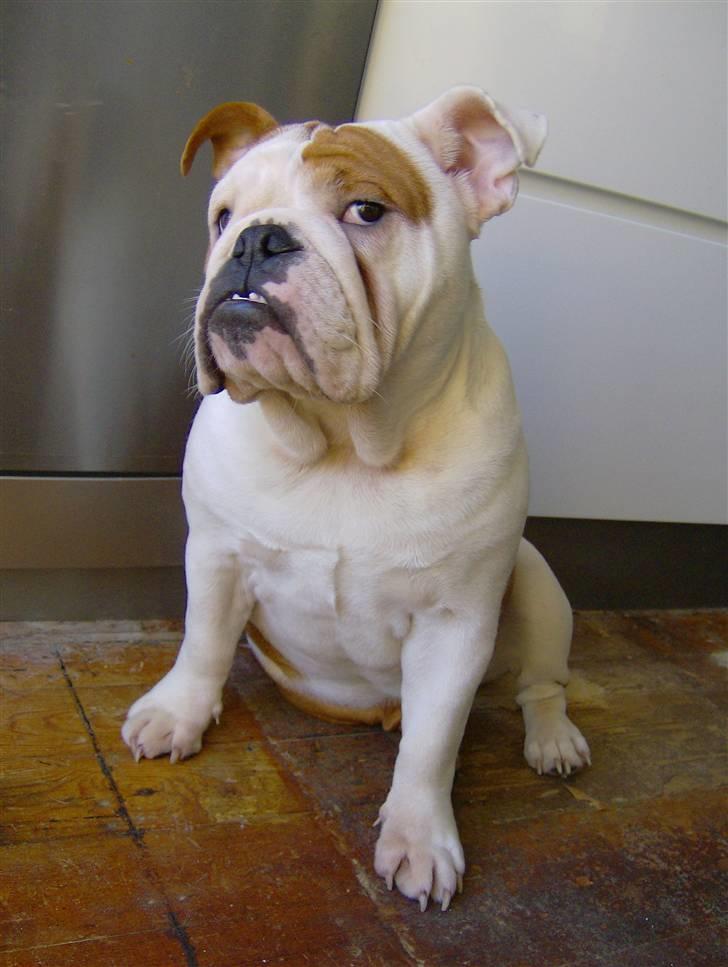 Engelsk bulldog BairaPepéIlgakojiné(Lola) - billede taget januar 2009 billede 3