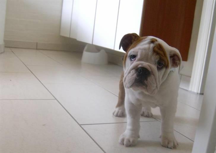 Engelsk bulldog BairaPepéIlgakojiné(Lola) - Lola i sommerhus ved Blåvand 2008 billede 4