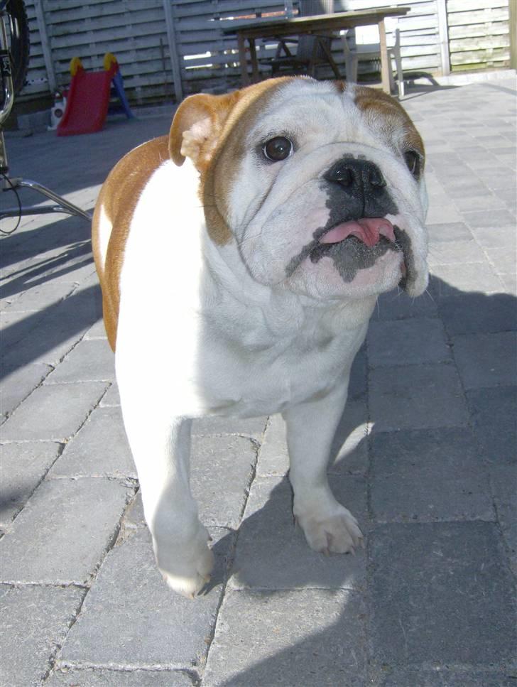 Engelsk bulldog BairaPepéIlgakojiné(Lola) - Lola i haven d 5 april.....Dejlig vejr billede 5