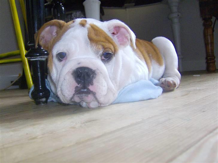 Engelsk bulldog BairaPepéIlgakojiné(Lola) billede 6