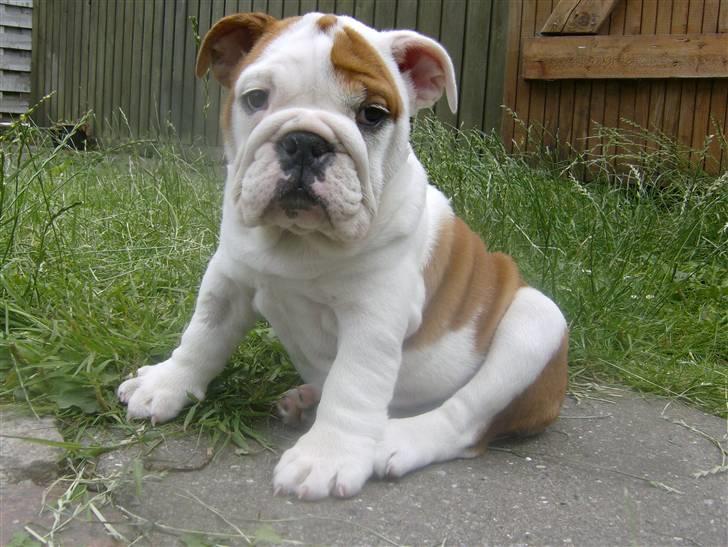 Engelsk bulldog BairaPepéIlgakojiné(Lola) billede 7