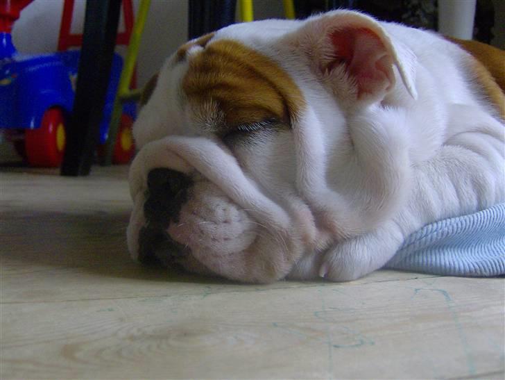 Engelsk bulldog BairaPepéIlgakojiné(Lola) - Zzzzzzzzzzz billede 8
