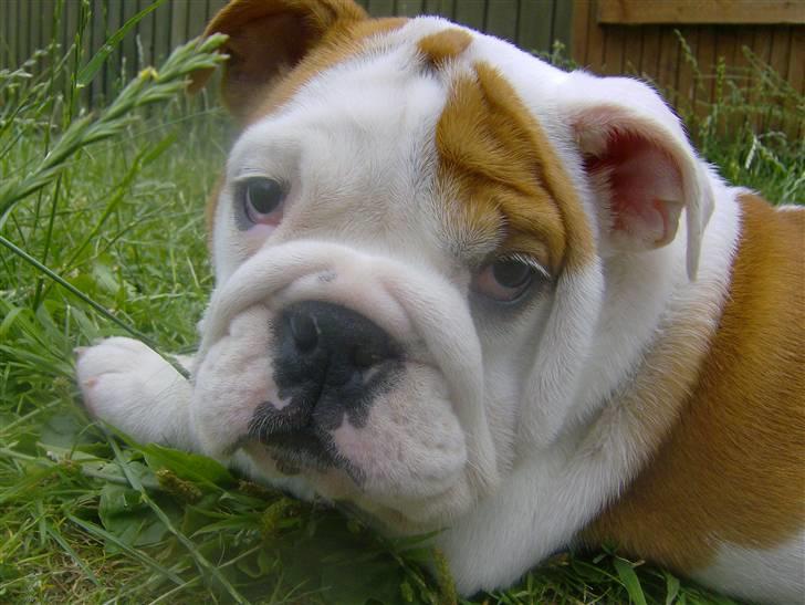 Engelsk bulldog BairaPepéIlgakojiné(Lola) billede 9