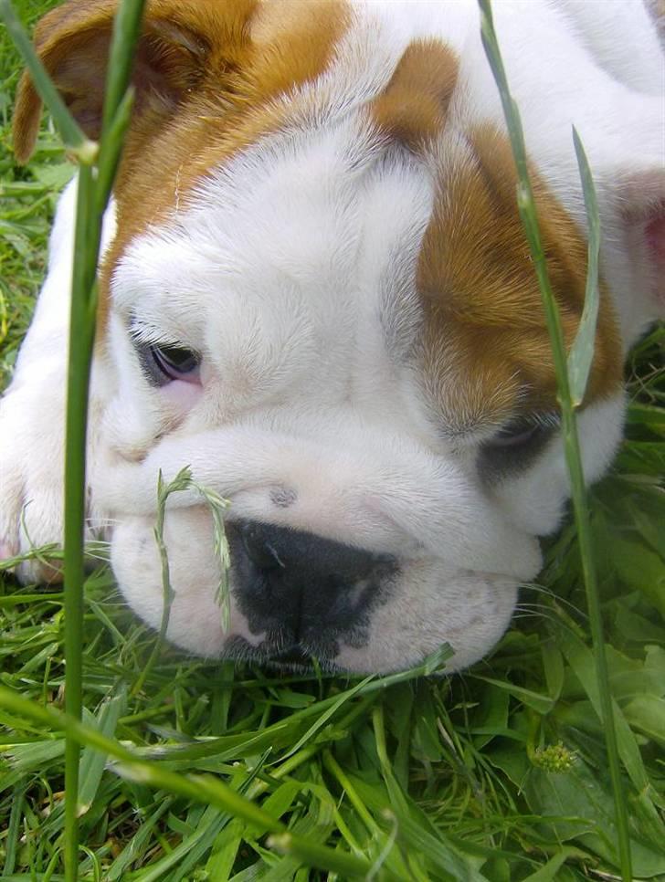 Engelsk bulldog BairaPepéIlgakojiné(Lola) billede 10