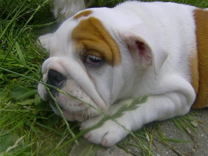 Engelsk bulldog BairaPepéIlgakojiné(Lola) billede 11